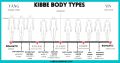 Kibbe Typology
