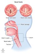 Vocal Cords